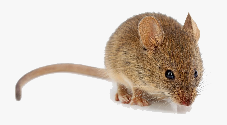 Mouse Musculus, HD Png Download, Free Download