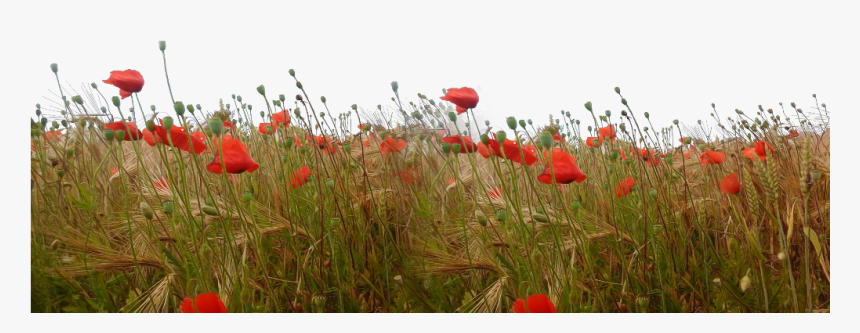 #ftesticker #flowers #wildflowers #flowersfield #feild - Corn Poppy, HD Png Download, Free Download