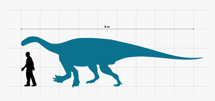 Ledumahadi Size Chart With Human - Human Size Chart, HD Png Download, Free Download