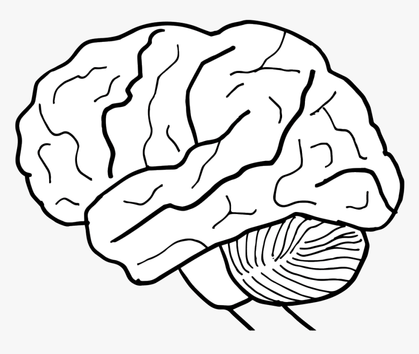 brain parts black and white