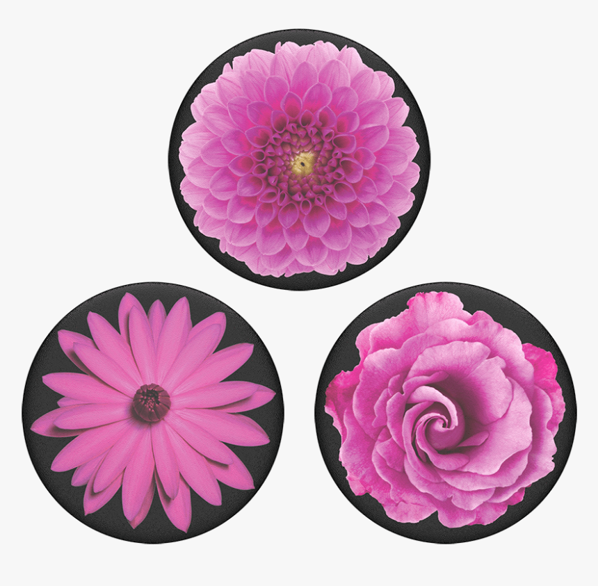 Transparent Plant Top View Png - Dahlia, Png Download, Free Download