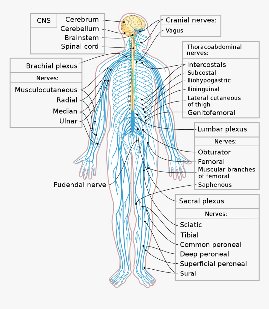 Human Nervous System, HD Png Download, Free Download