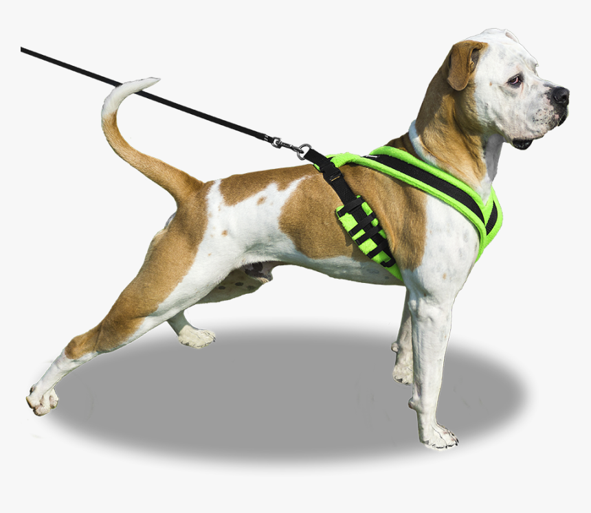 Dog On Leash Png , Png Download - Dog With Leash Png, Transparent Png, Free Download