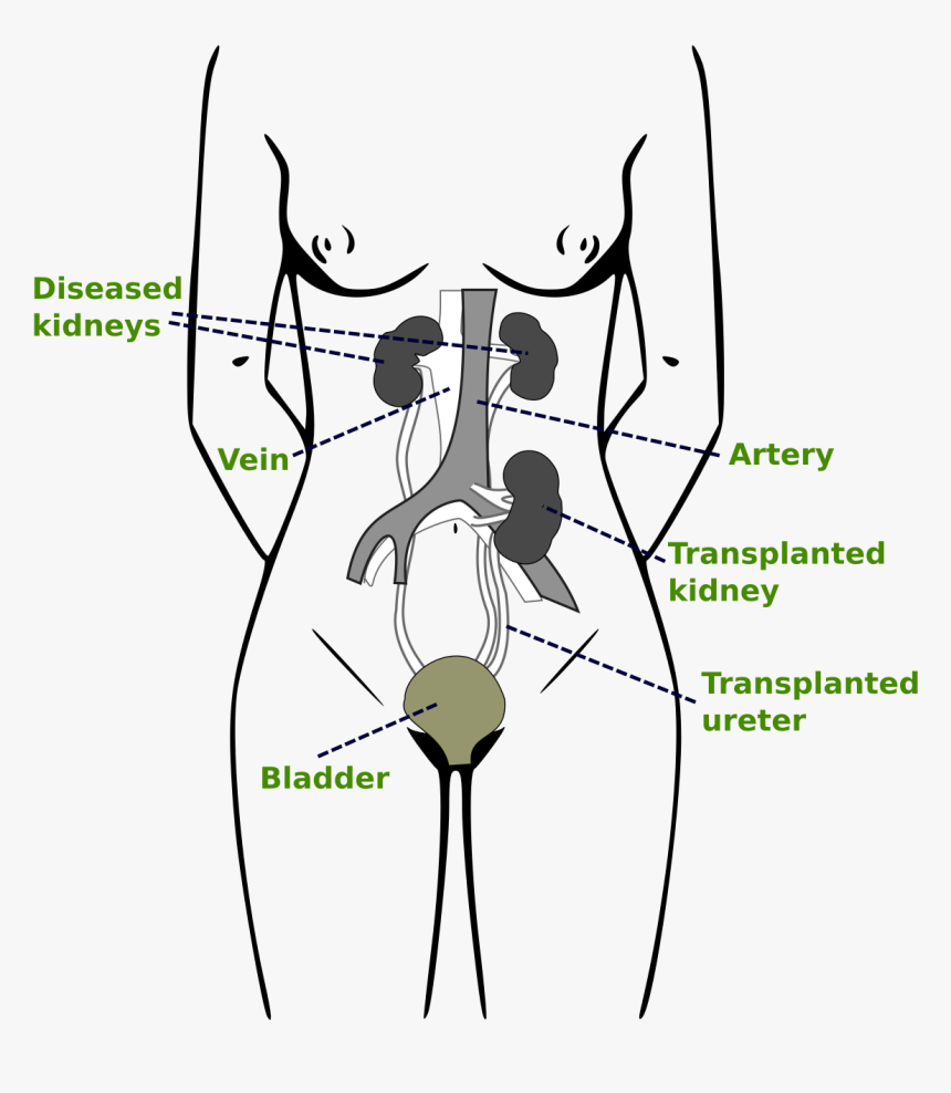 Transplantable Organs, HD Png Download, Free Download