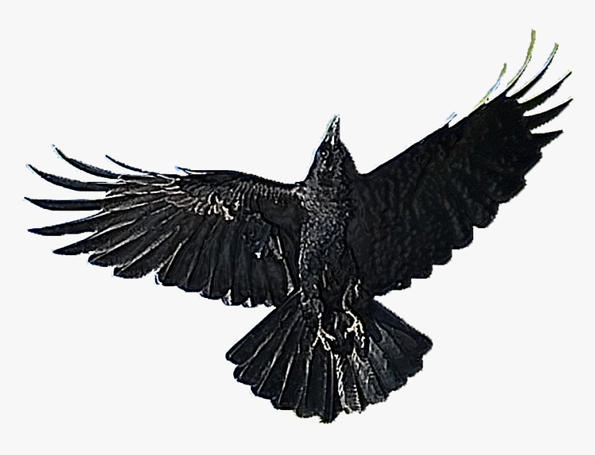 American Crow Bird Clip Art - American Crow, HD Png Download, Free Download