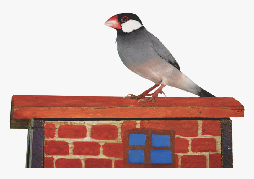 Png, Java Sparrow, Sparrow, Ave, Bird, Little Bird - Java Birds Png, Transparent Png, Free Download