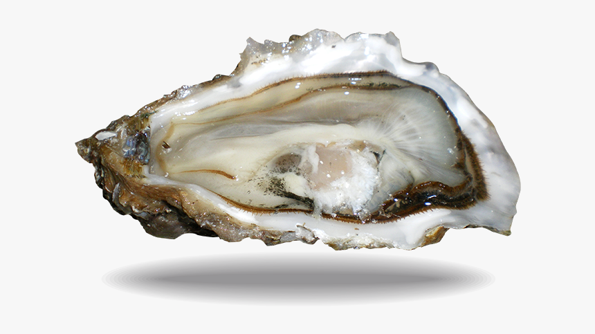 Oysters Png, Transparent Png, Free Download