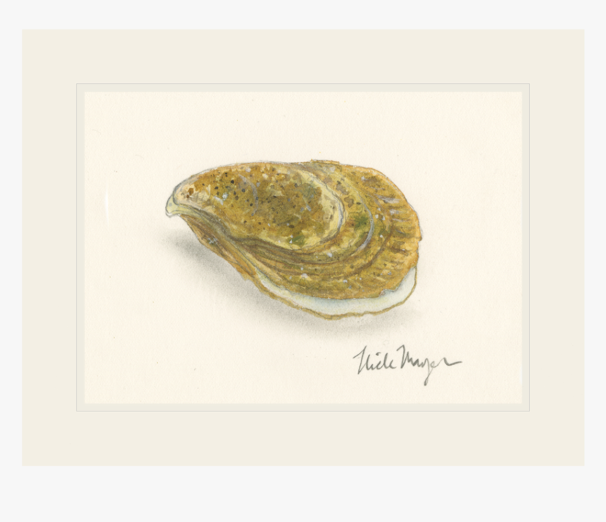 Atlantic Oyster - Shell, HD Png Download, Free Download