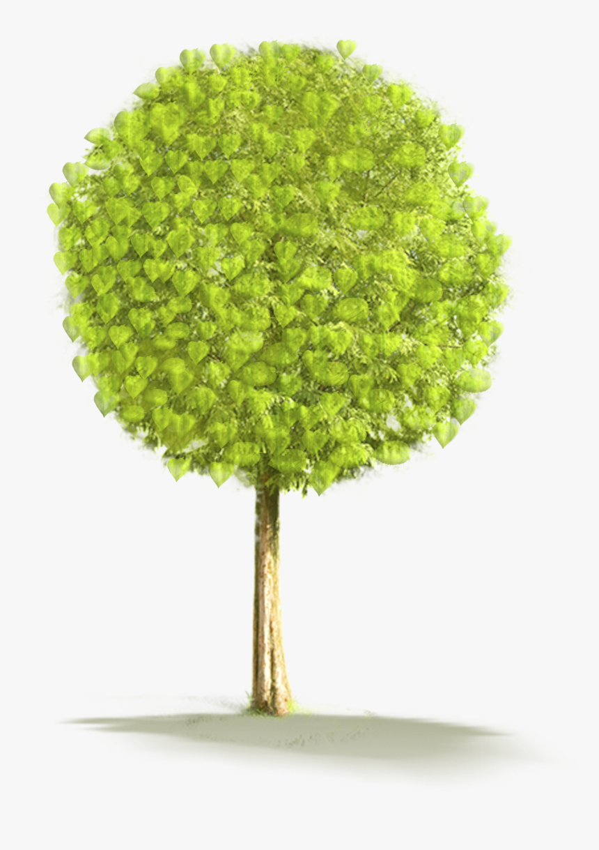 Large Tree Png Clipart - Small Tree In Png, Transparent Png, Free Download