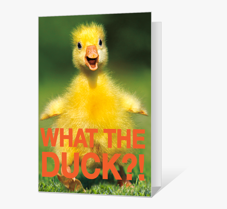 What The Duck Printable Printable Birthday Cards With Ducks HD Png   217 2176424 What The Duck Printable Printable Birthday Cards With 