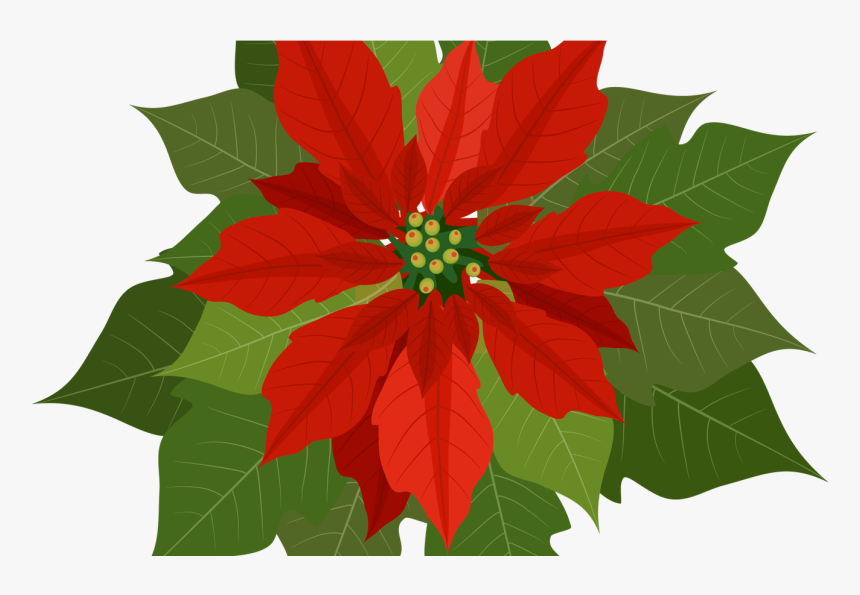 Transparent Christmas Flowers Clipart - Poinsettia Flower, HD Png Download, Free Download