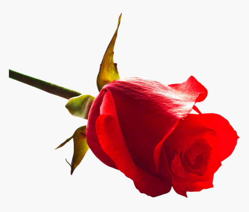 Free Png Rose Png Images Transparent - Rose Hd Png Download, Png Download, Free Download