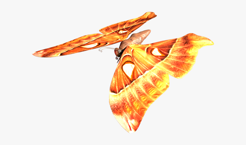 Moth, HD Png Download, Free Download