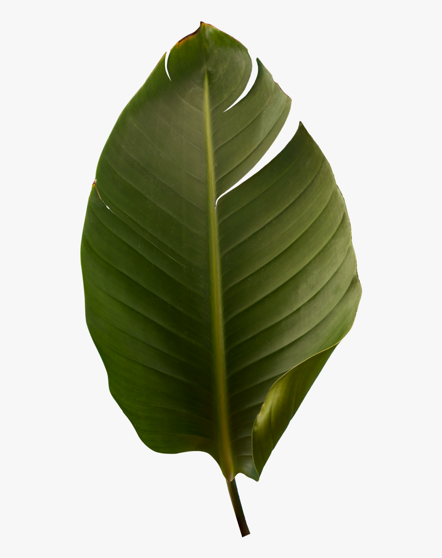 Houseplant, HD Png Download, Free Download