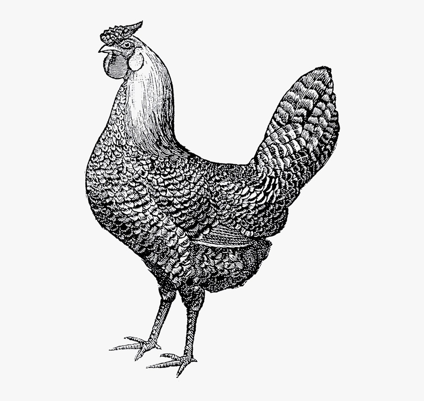 Transparent Chickens Png - Public Domain Rooster Illustration, Png Download, Free Download