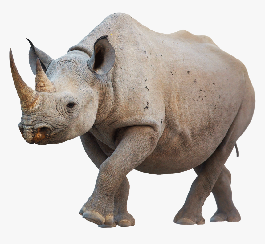 Rhino Png, Transparent Png, Free Download