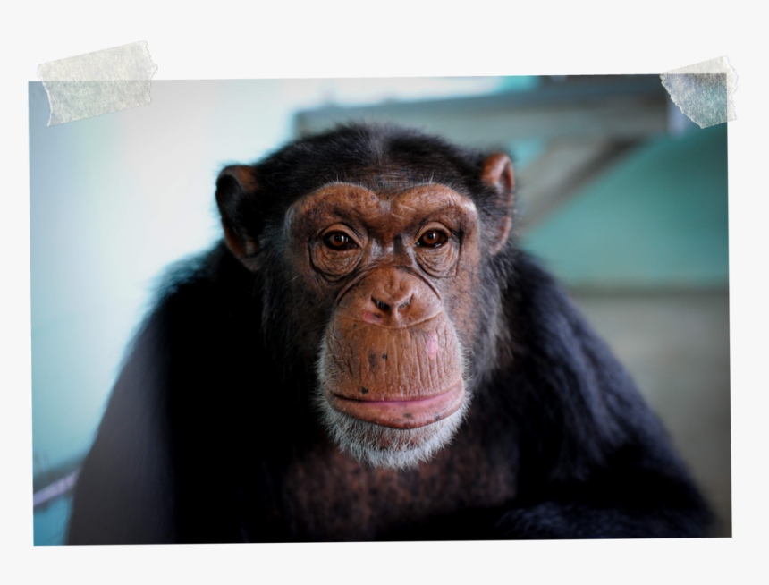 3 - Common Chimpanzee, HD Png Download, Free Download