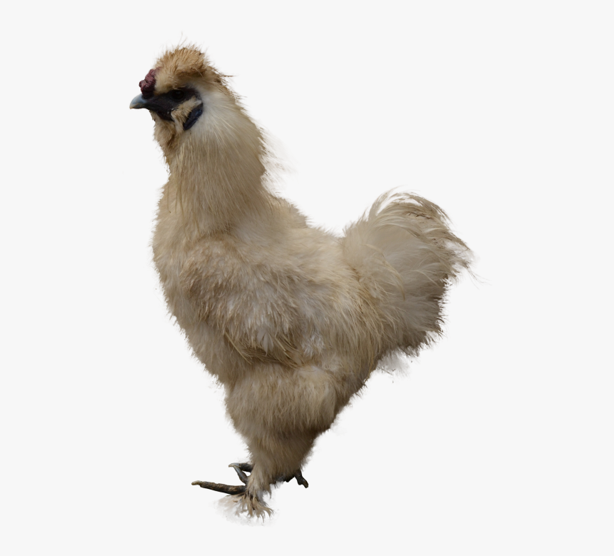 Grab And Download Chicken Png - Chicken, Transparent Png, Free Download