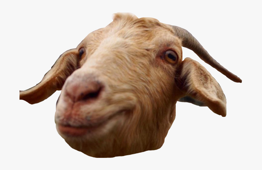 #goat #smile #morning #hi #grin #freetoedit - Bighorn, HD Png Download, Free Download