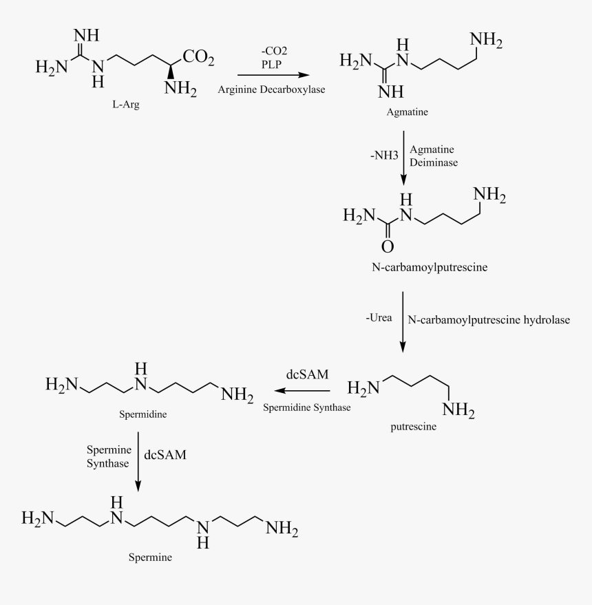 Spermin Biosynthesis Plants - Handwriting, HD Png Download, Free Download