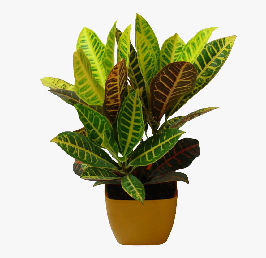 Transparent Indoor Plant Png - Nursery Plants Images Donwlode Hd, Png Download, Free Download