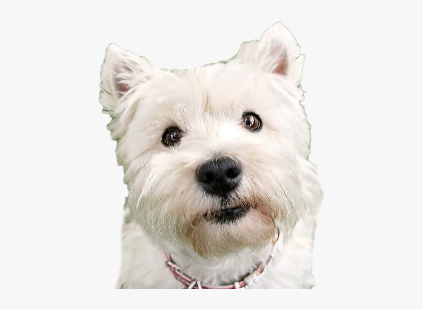 Dog Looking Png Background Image - Dog Picture Looking Up, Transparent Png, Free Download