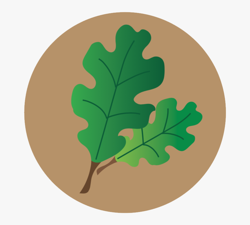 Lecanium Scale Icon - Gambel Oak, HD Png Download, Free Download