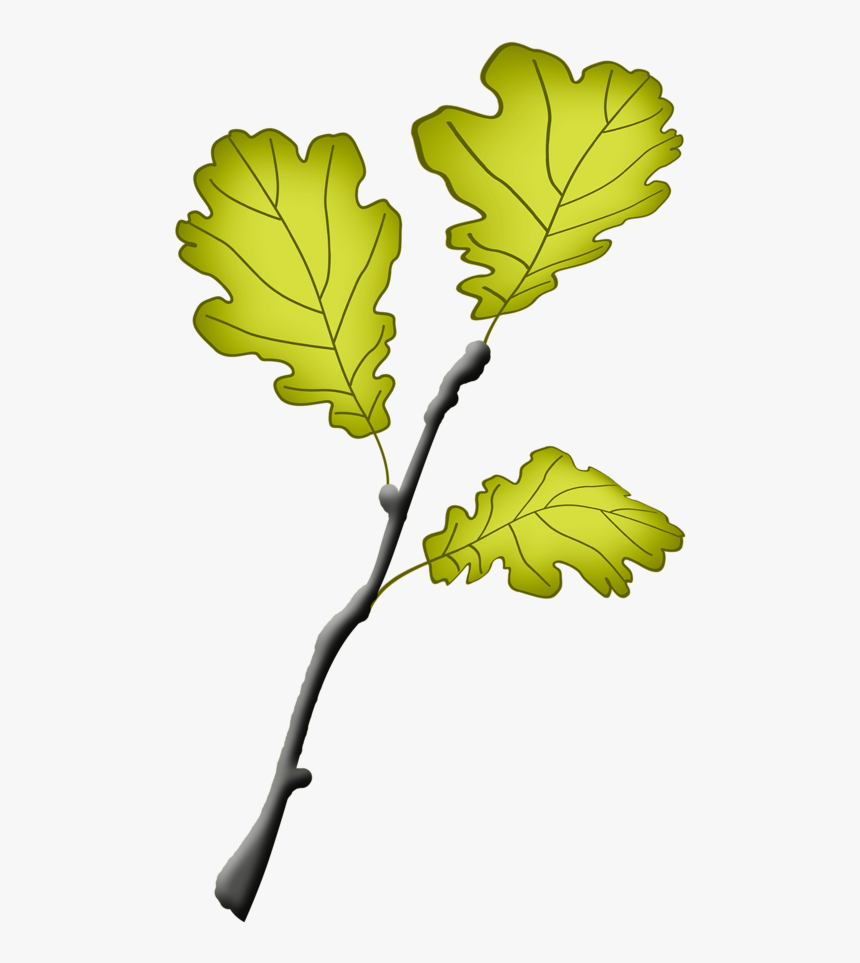 Gambel Oak, HD Png Download, Free Download