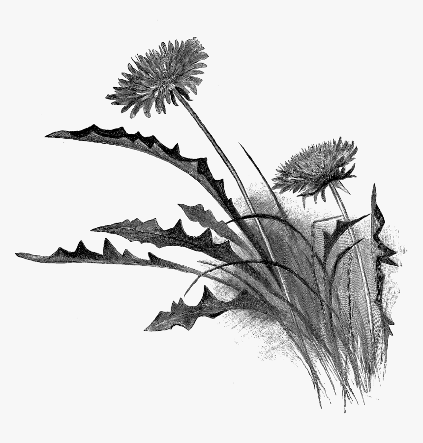 Dandelion Drawing, HD Png Download, Free Download