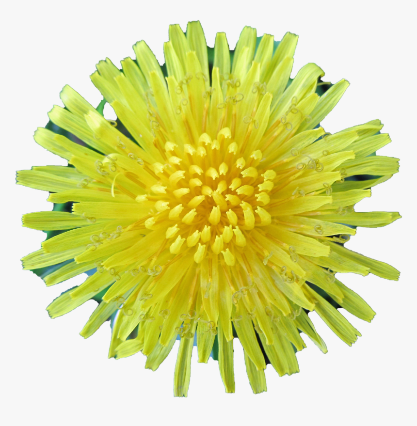 Dandelion, HD Png Download, Free Download