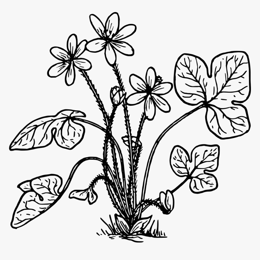 Hepatica - Herbs Plant Clipart Black And White, HD Png Download - kindpng