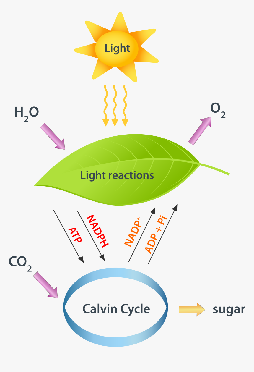 Photosynthesis - Light Reaction Of Photosynthesis, HD Png Download, Free Download