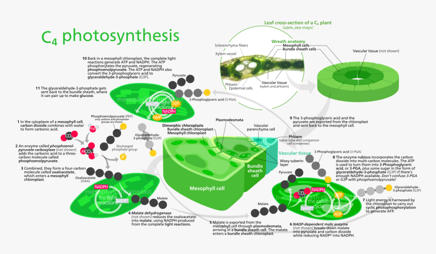 C4 Photosynthesis, HD Png Download, Free Download