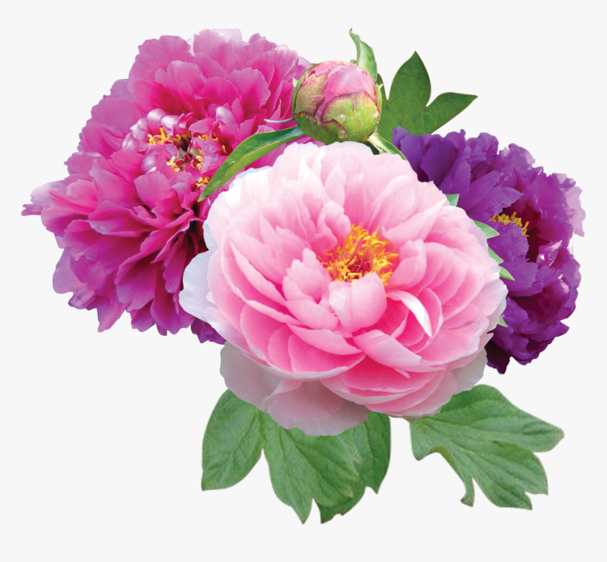 Peonies Png File - Peony Png, Transparent Png, Free Download