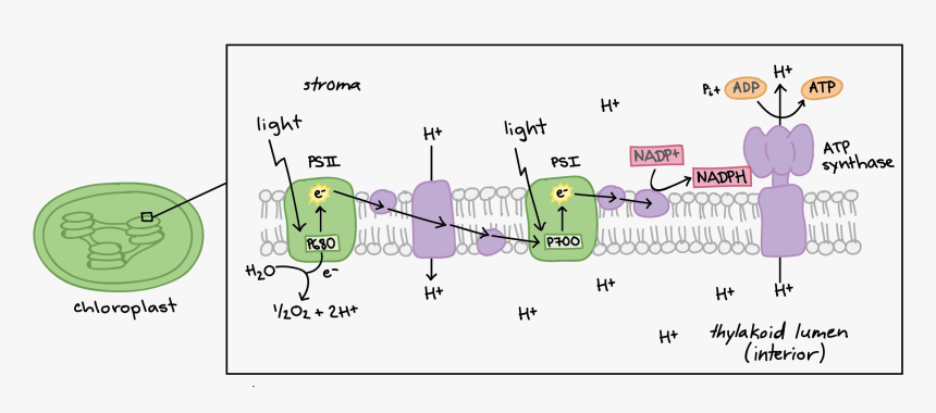 Reacciones Dependientes De La Luz, HD Png Download, Free Download