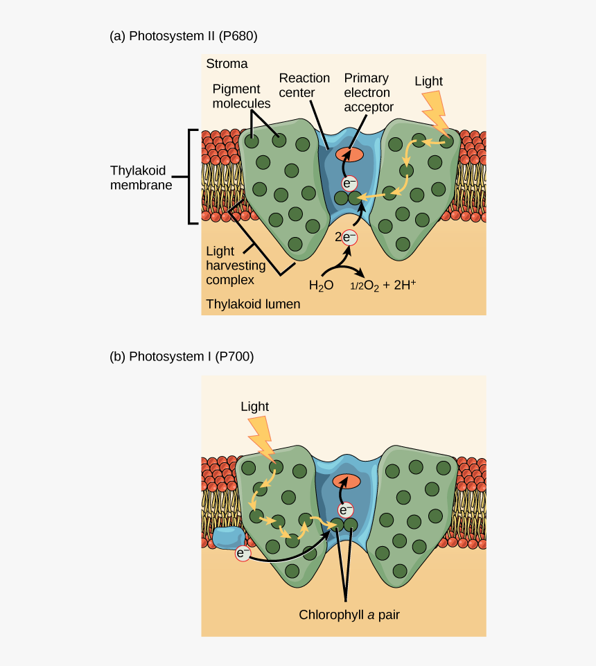 Image - Reaction Center Light Harvesting Complex, HD Png Download, Free Download