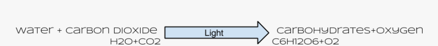 Photosynthesis Equation With Words And Symbols - Triple Eight 3013 Dual Certified Helmet Large/x, HD Png Download, Free Download