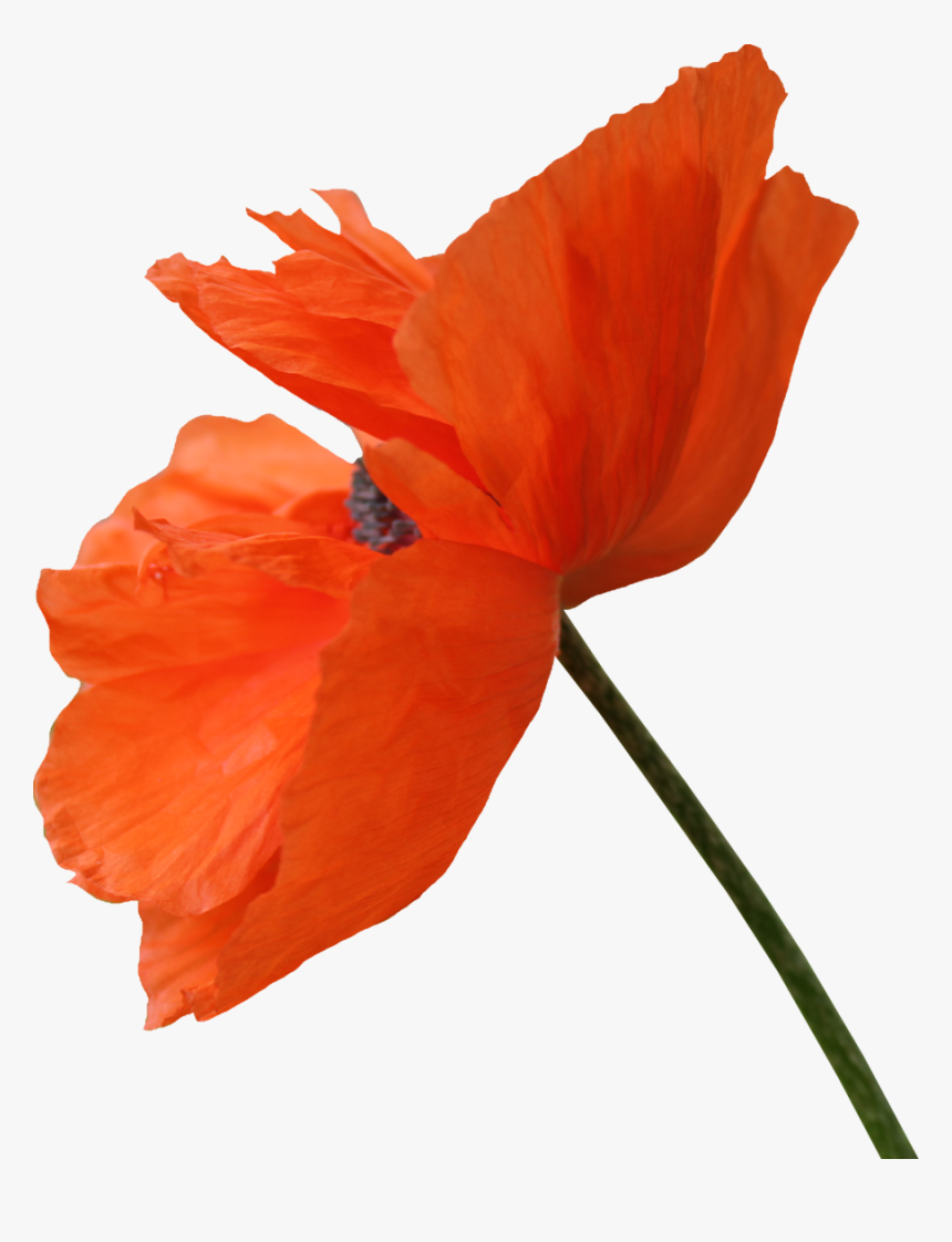 Transparent Red Pin Png - Poppy Png, Png Download, Free Download