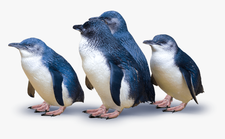 Group Of Penguins - Little Blue Penguins New Zealand, HD Png Download, Free Download