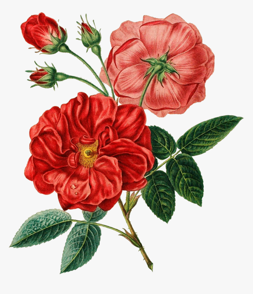 Red, Rose, Vintage, Botanical, Flower, Floral, Leaves - Red Flower Illustration Png, Transparent Png, Free Download