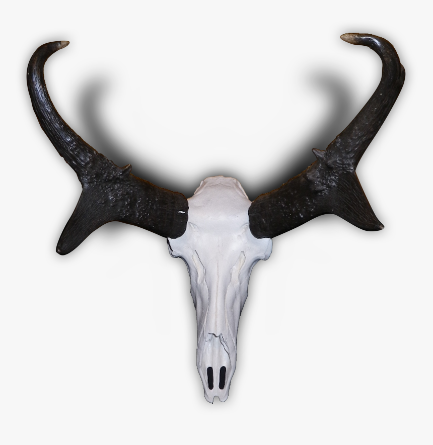 Pronghorn Horn, HD Png Download, Free Download