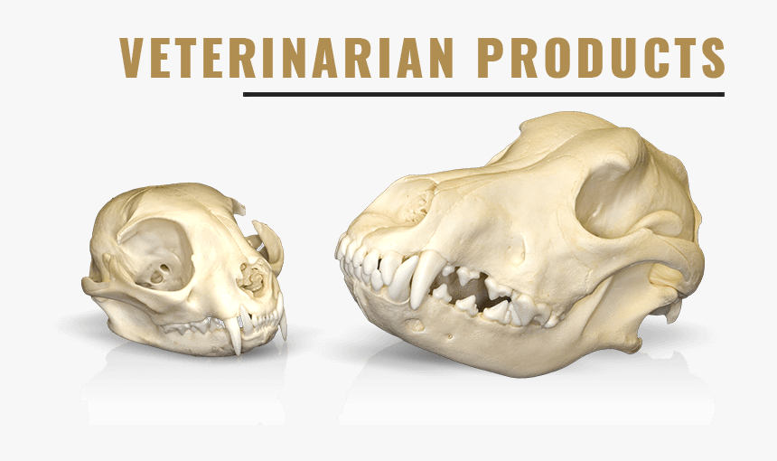 Clip Art Replica False Killer Whale - Dog Skull, HD Png Download, Free Download