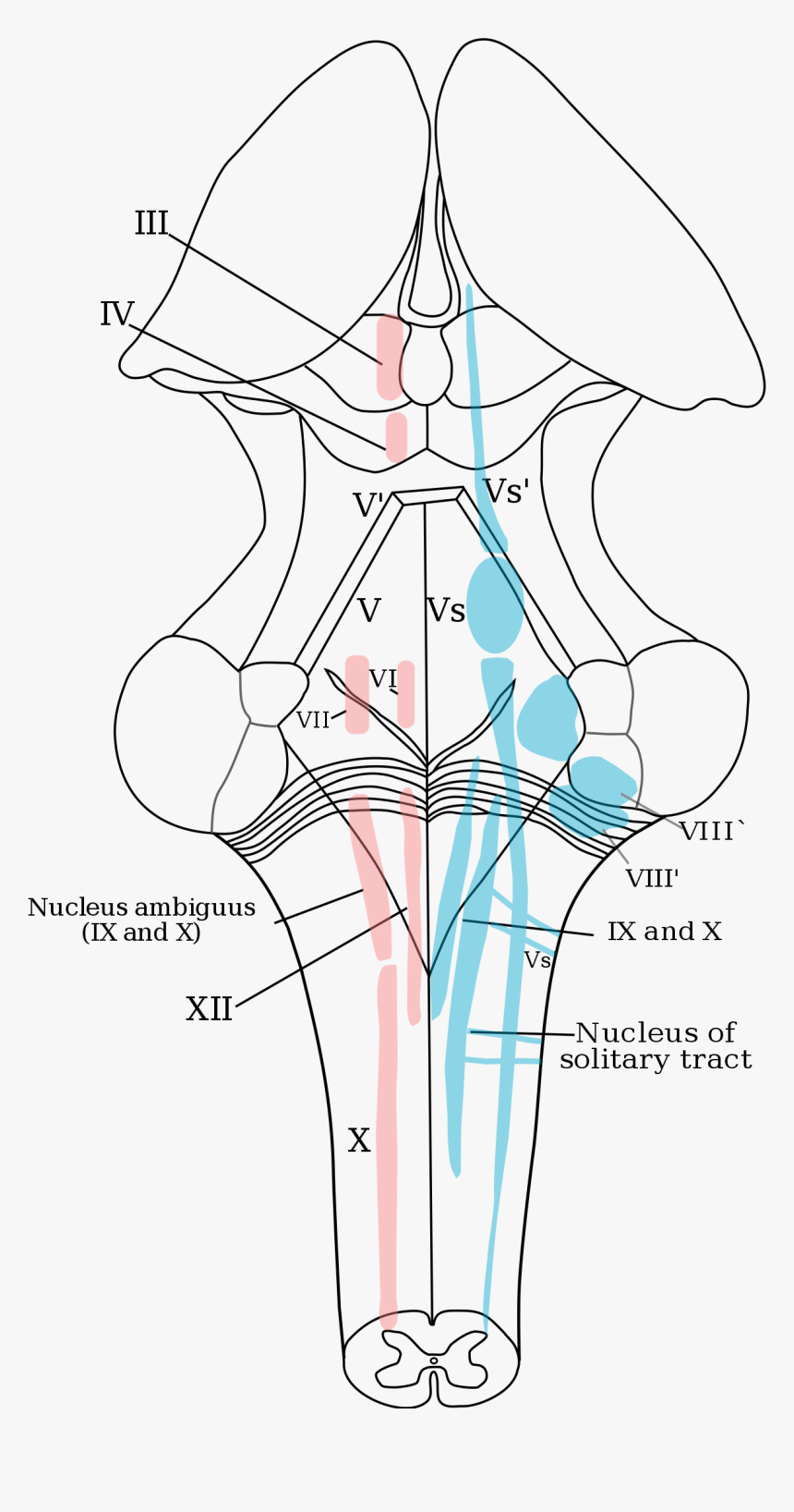 Nucleus Of Solitary Tract, HD Png Download, Free Download