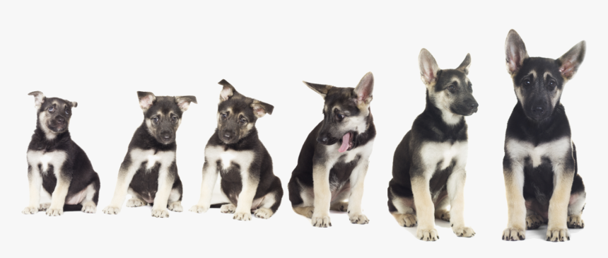 Transparent Puppy Png - Puppy Growing, Png Download, Free Download