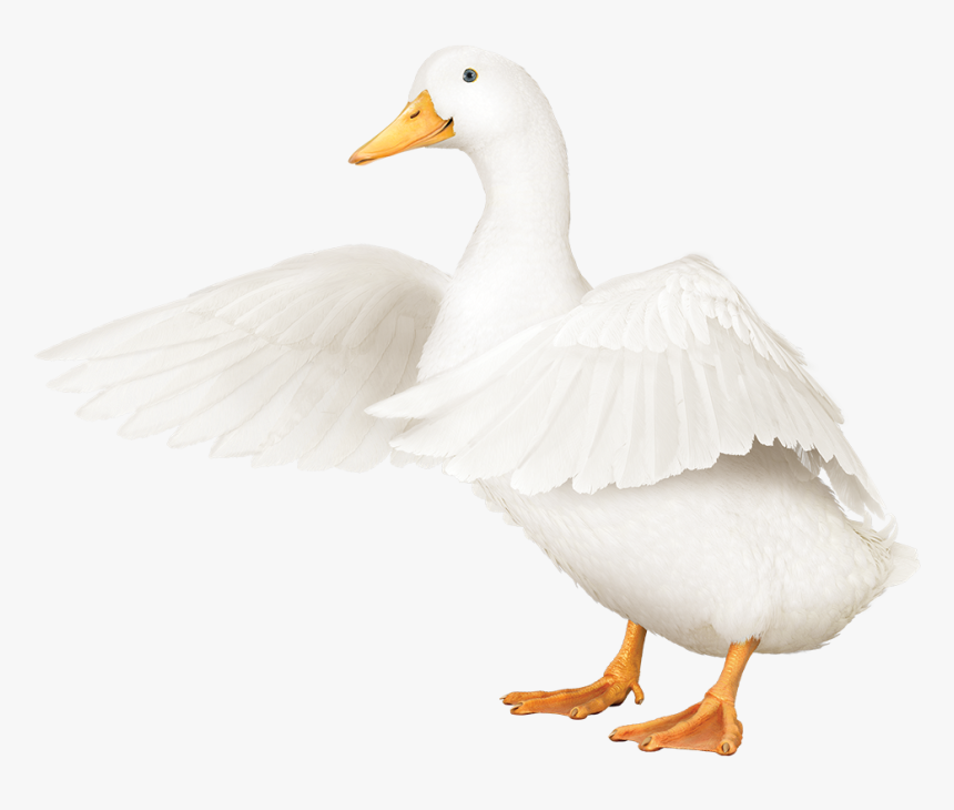 Aflac Duck Transparent Hd Png Download Kindpng - aflac duck hat duck hat roblox transparent png 420x420
