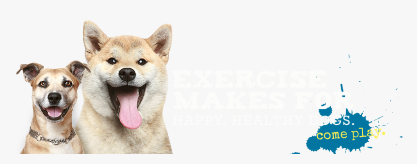 Image - Akita Inu, HD Png Download, Free Download