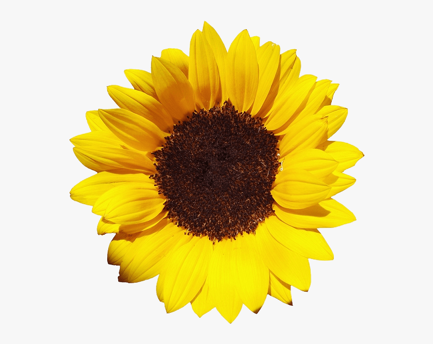 Gran Girasol - Sunflower Png Gif, Transparent Png - kindpng
