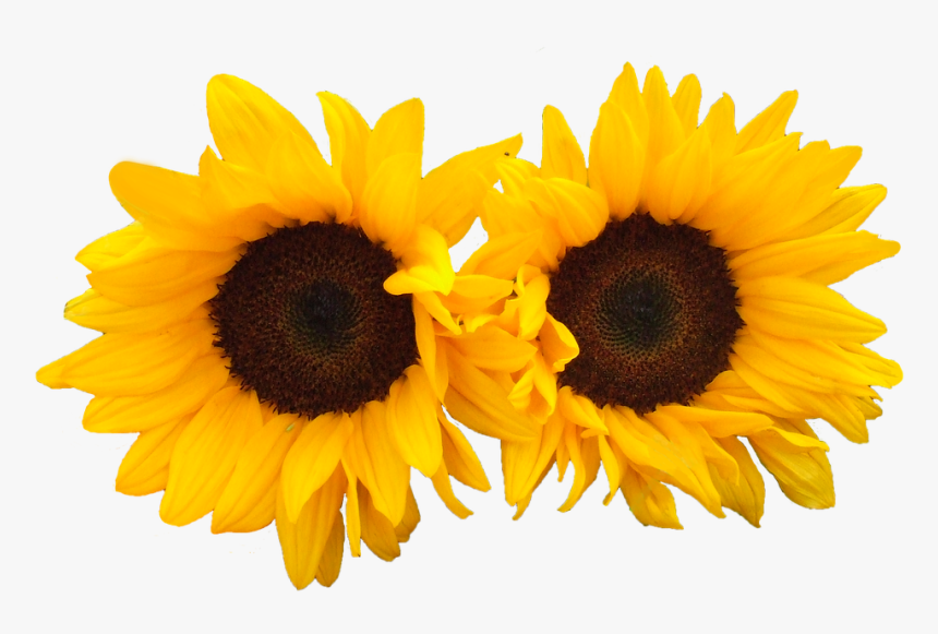 Girasol, Aislado, Flores, Brillante - Flowers Png Sun, Transparent Png -  kindpng