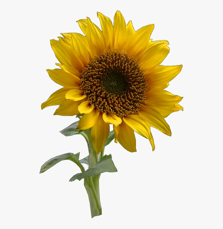 Free Free 227 Elephant Sunflower Svg Free SVG PNG EPS DXF File