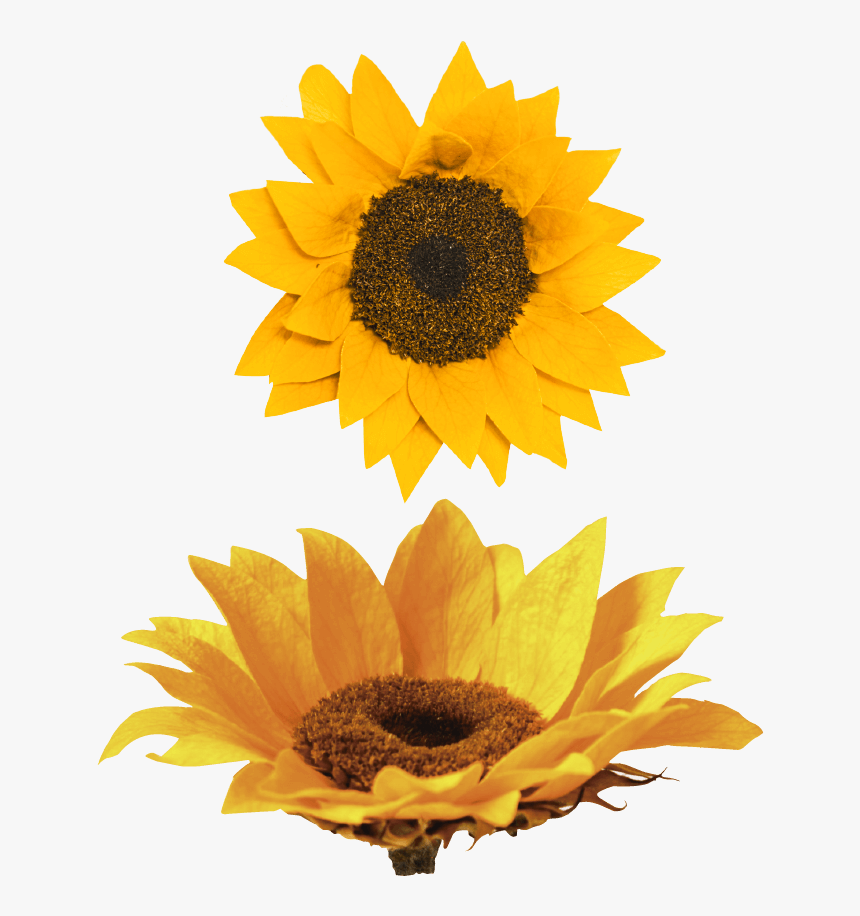 Sunflower , Png Download - Sunflower, Transparent Png, Free Download